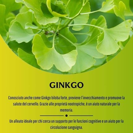 Erbex Strong Vegan Ginkgo Biloba Supplement To Prevent Aging - Image 3