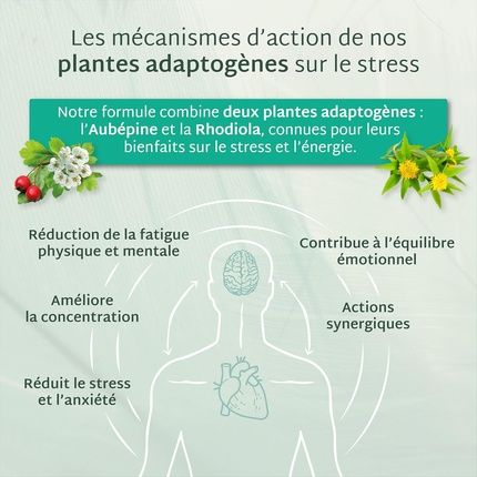 Mium Lab Anti-Stress Supplement Reduces Physical And Mental Fatigue - Balance - Image 3