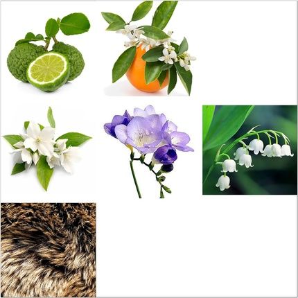 Rachel Zoe Instinct Eau De Parfum Spray 1 Oz - Perfectly Balanced Feminine Perfume For Women - Image 3