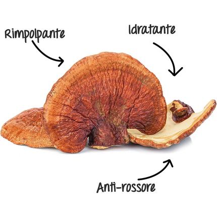 Reishi Instant Hydrating Lotion - Image 3