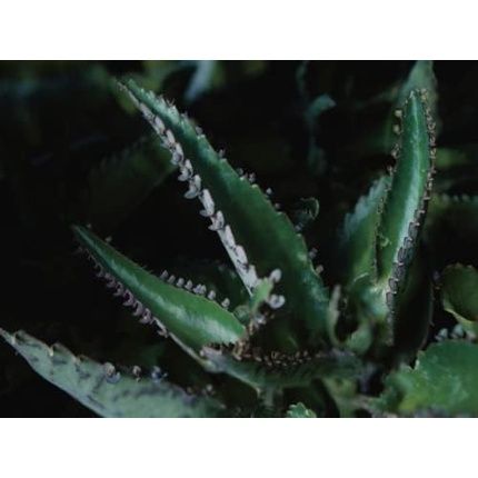 Dr. Hauschka Lip Care Stick 4.9G - Image 3