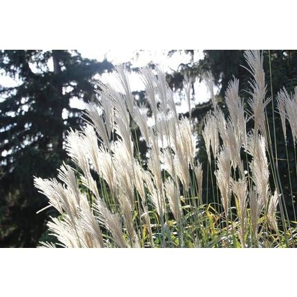 Fertilizer For Ornamental Grasses 1Kg Granular - Important Nutrients Plant Fertilizer - Image 3