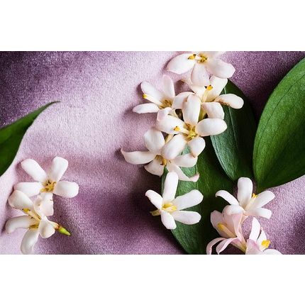 Korres Jasmine Revitalizing Shower Gel With Active Aloe Vera 250Ml - Image 3