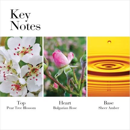 Elizabeth Arden White Tea Eau De Toilette Wild Rose 100Ml - Image 3