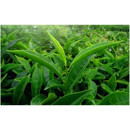 Medica Herbs Green Tea 520Mg 60 Capsules - Image 3