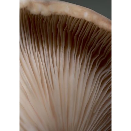 Doctor Babor Cleanformance Stress Defense Mushroom Cream With Reishi, Chaga, Shiitake Mushrooms & Ginseng Root Face Cream Moisturizing For Face Neck & Decollete 50Ml - Image 3