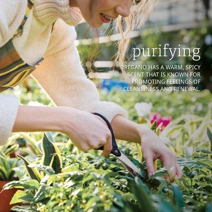 100% Pure Oregano Essential Oil 1 Fl Oz - Image 3