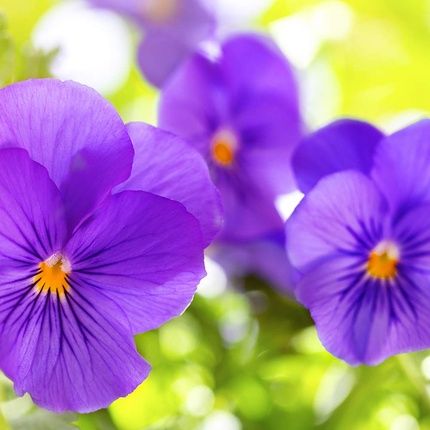 Cottage Purple Sugar Grains Shower Scrub 100% Natural 270Ml - Image 3