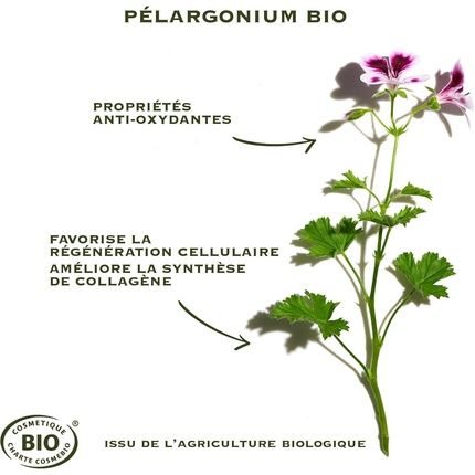 Sanoflore Wonderful Night Mask Organic 75Ml - Image 3