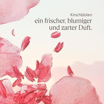 L'Occitane Iridescent Body Lotion Cherry Blossom 250Ml - Image 3