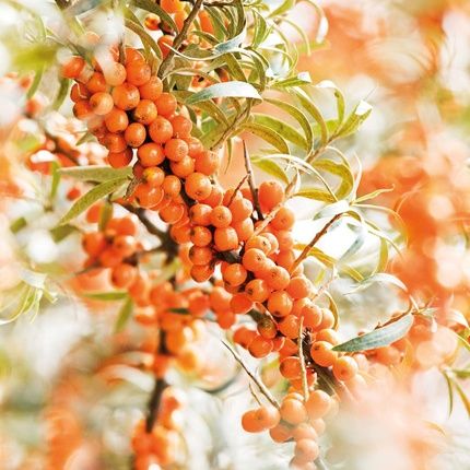 Weleda Sea Buckthorn Elixir - Image 3