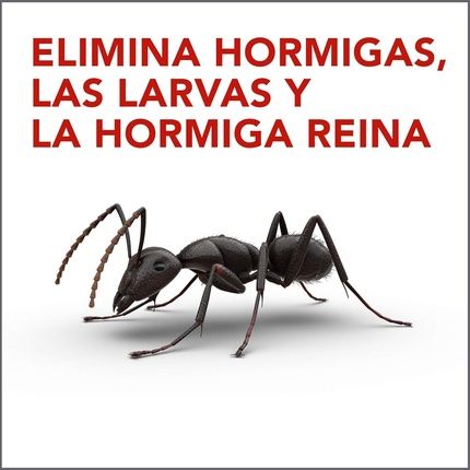 Raid Ant Bait