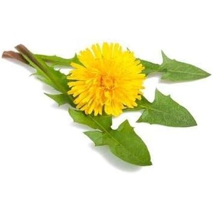 Floradix Dandelion Leaf Organic Herbal Tea 15 Bags